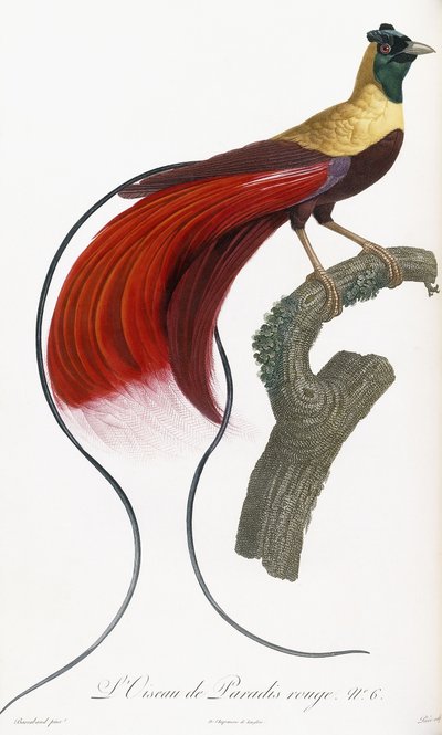 स्वर्ग का लाल पक्षी द्वारा Jacques Barraband