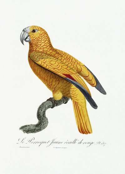पीला और लाल तोता, c.1801-05 द्वारा Jacques Barraband
