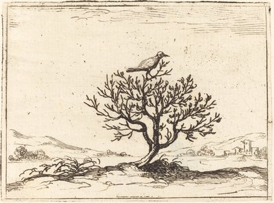 नाइटिंगेल इन ए बुश, 1628। द्वारा जैक्स कैलोट