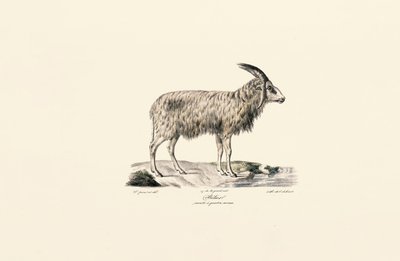  द्वारा Jacques Christophe Werner