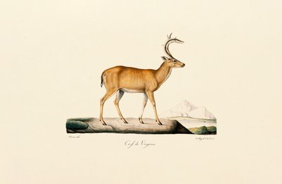  द्वारा Jacques Christophe Werner