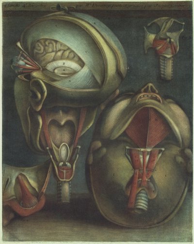 सिर के दो दृश्य, 1746। द्वारा जैक्स फैबियन गौटियर डगोटी