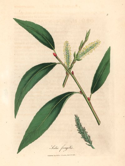क्रैक विलो वृक्ष, सैलिक्स फ्रैगिलिस की पत्तियां और कैटकिंस, विलियम वुडविले और सर विलियम जैक्सन हुकर के quot;मेडिकल बॉटनीquot; 1832 (हाथ से रंगे ताम्रपत्र उत्कीर्णन) से जेम्स सोवरबी द्वारा एक वनस्पति चित्रण से। द्वारा जेम्स (बाद में) सॉवरबी