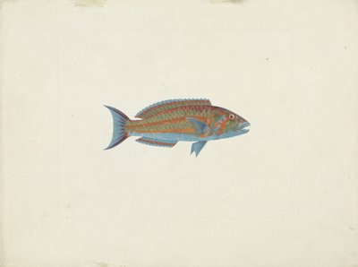 ए फिश, एल हुदैरी इम्बो (पेपर पर ग्रेफाइट से अधिक) द्वारा जेम्स ब्रूस