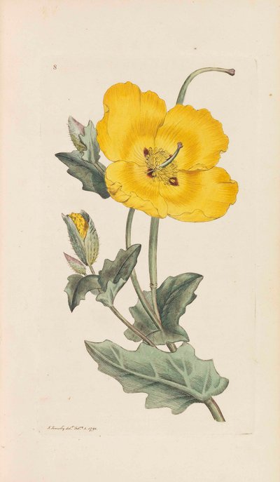 अंग्रेजी वनस्पति विज्ञान, 1790-1800। द्वारा जेम्स सोवरबी