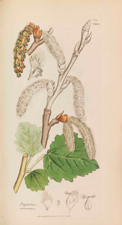 अंग्रेजी वनस्पति विज्ञान, 1790-1800। द्वारा जेम्स सोवरबी