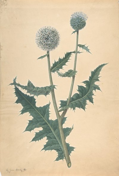 1822 से पहले एक थीस्ल का अध्ययन। द्वारा जेम्स सोवरबी
