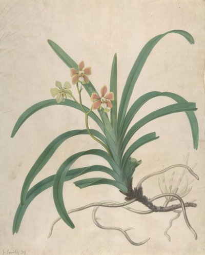1822 से पहले एक ऑर्किड, वांडा रॉक्सबर्गिया का अध्ययन। द्वारा जेम्स सोवरबी