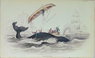 ग्रीनलैंड व्हेल, पुस्तक चित्रण विलियम होम लिज़र्स द्वारा उत्कीर्ण (1788-1859) द्वारा जेम्स स्टीवर्ट
