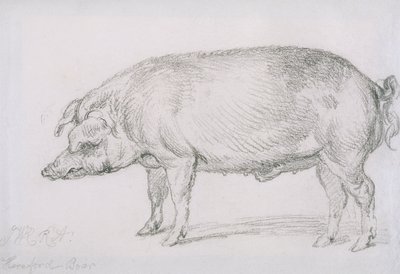 हियरफोर्ड बोअर, c.1803-04 (कागज पर पेंसिल) द्वारा जेम्स वार्ड