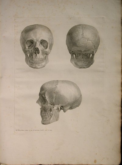 एल्बम Pl 2। 1, मानव हड्डियों, बर्नहार्ड सिग्फ़्राइड एल्बिनस (1697-1770), 1729 से की "तालिका से, J.undH द्वारा प्रकाशित किया। वेरबीक, bibliop। 1753, लीडेन द्वारा जन वंडेलर
