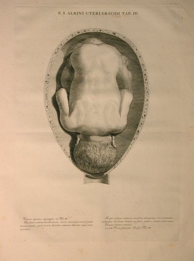 Albinus, पीआई। 3, मानव हड्डियों का एक "तालिका, बर्नहार्ड सिग्फ़्राइड एल्बिनस (1697-1770) द्वारा से, J.undH द्वारा प्रकाशित किया। वेरबीक, bibliop।, लीडेन, 1748 द्वारा जन वंडेलर