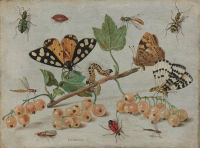 कीड़े और फल, c.1660-5 (तांबे पर तेल) द्वारा जन वैन केसेल द एल्डर