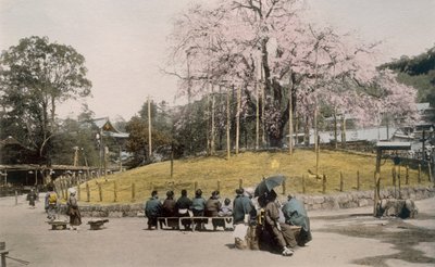 मारुयामा, क्योटो 1890 में प्रसिद्ध चेरी का पेड़। द्वारा जापानी फोटोग्राफर