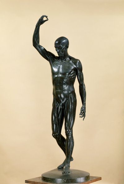 परतदार शरीर (L&39;Ecorche) (कांस्य) द्वारा Jean Antoine Houdon