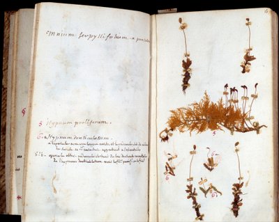जीन जैक्स रूसो (1712-1778) के हर्बेरियम के पृष्ठ, लेखक और लुमियरेस के दार्शनिक, पांडुलिपि एनोटेशन के साथ पत्ती और फूल द्वारा जीन जैक्स रूसो