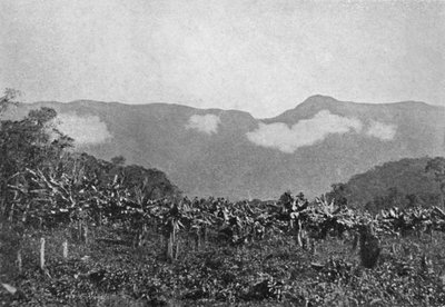 बनानाल क्यूबाताओ, केले, क्यूबाटो, 1895 द्वारा जोहान अल्बर्ट कॉन्स्टेंटिन लोफग्रेन