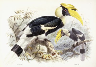 डिचोकेरस बायकोर्निस, 1876-1882 द्वारा जोहान जेरार्ड केयुलामान्स