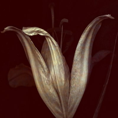  द्वारा जोहान लीलाजा