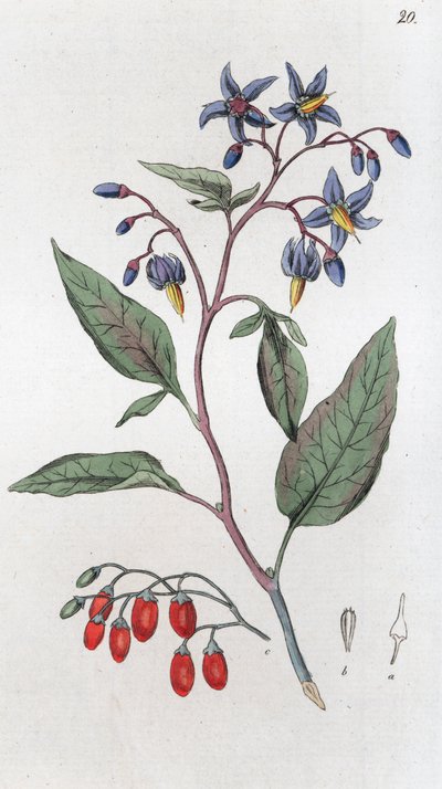 बिटरस्वीट सोलनम डलकैमरा, 1804-1811 द्वारा जोहान विल्हेम पामस्ट्रुच