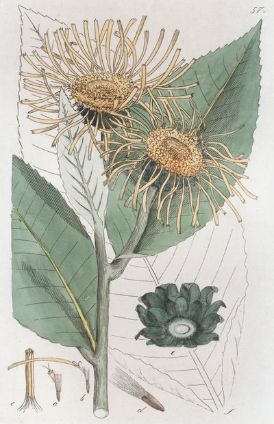 एलेकम्पेन इनुला हेलेनियम, 1804-1811 द्वारा जोहान विल्हेम पामस्ट्रुच
