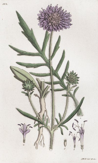 फील्ड स्कैबियस नॉटिया अर्वेन्सिस, 1804-1811 द्वारा जोहान विल्हेम पामस्ट्रुच