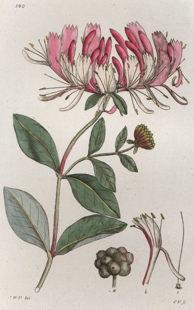 हनीसकल लोनीसेरा पेरीक्लिमेनम, 1804-1811 द्वारा जोहान विल्हेम पामस्ट्रुच