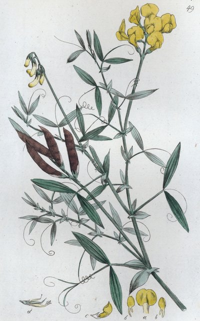 मीडो वेचलिंग लैथिरस प्रैटेंसिस, 1804-1811 द्वारा जोहान विल्हेम पामस्ट्रुच
