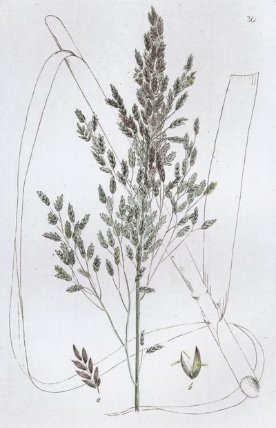 रीड स्वीट ग्रास पोआ एक्वाटिका, 1804-1811 द्वारा जोहान विल्हेम पामस्ट्रुच