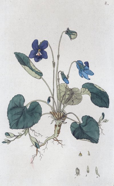 मीठा वायलेट वायोला गंध, 1804-1811 द्वारा जोहान विल्हेम पामस्ट्रुच