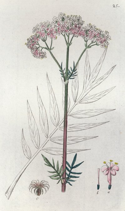 वेलेरियन वेलेरियाना ऑफिसिनैलिस, 1804-1811 द्वारा जोहान विल्हेम पामस्ट्रुच