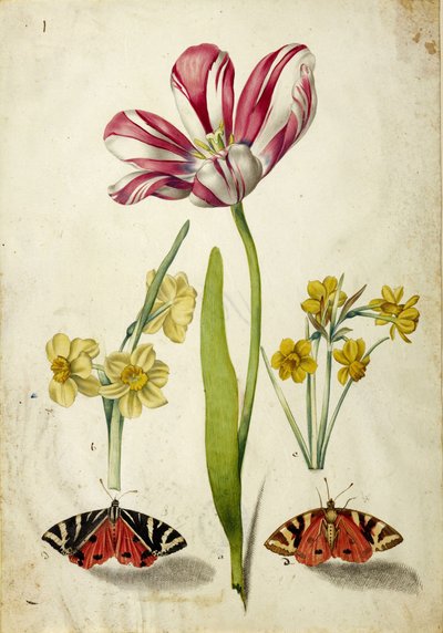 ट्यूलिप, नार्सिसस और तितलियाँ, c. 1660. द्वारा जोहान बार्थोलोमौस ब्रौन