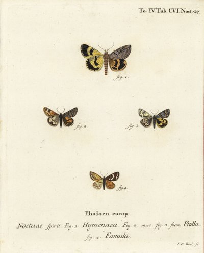 Catocala hymenaea 1, Amerila puella 2,3, और Isturgia famula moths 4. यूजीनियस जोहान क्रिस्टोफ एरिज़ोना की द बटरफ्लाइज़ इन पिक्चर्स फ्रॉम नेचर, एर्लांगेन के बाद जोहान कार्ल बॉक द्वारा उत्कीर्ण हाथ के रंग का ताम्रपत्र द्वारा जोहान कार्ल बॉक