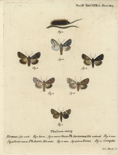 दुर्लभ खंजर, Acronicta auricoma 1-3, गूलर कीट, Acronicta aceris, जायफल कीट 4,5, Hadula trifolii 6 और विविध कोरोनेट, Hadena compta 7. यूजीनियस जोहान क्रिस्टोफ़ एस्पर की डाई श्मेटरलिंग के बाद जोहान कार्ल बॉक द्वारा उत्कीर्ण हाथ के रंग का ताम्रपत्र द्वारा जोहान कार्ल बॉक