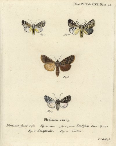 Trichosea ludifica 1,2, दक्षिणी देहाती, Rhyacia lucipeta 3, और Lamprosticta कल्टा 4. यूजीनियस जोहान क्रिस्टोफ़ एरिज़ोना की द बटरफ्लाइज़ इन पिक्चर्स फ़्रॉम नेचर, एर्लांगेन के बाद जोहान कार्ल बॉक द्वारा उत्कीर्ण हाथ के रंग का कॉपरप्लेट द्वारा जोहान कार्ल बॉक