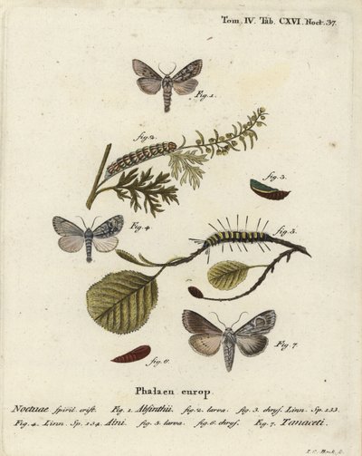 वर्मवुड मोथ, कुकुलिया एब्सिन्थी 1-3, एल्डर मॉथ, एक्रोनिक्टा अलनी 4-6, और कुकुलिया तनासेटी 7. यूजीनियस जोहान क्रिस्टोफ एस्पर की डाई श्मेटरलिंग के बाद जोहान कार्ल बॉक द्वारा अब्बिल्डुंगेन नच डेर नेचुर, एर्लांगेन में हाथ से रंगी ताम्रपत्र उत्कीर्णन द्वारा जोहान कार्ल बॉक