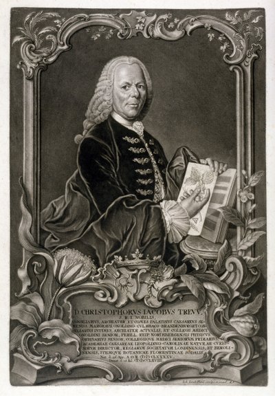सीजे ट्रे, वनस्पति विज्ञानी, पब। c.1768 द्वारा जोहान जैकब हैड