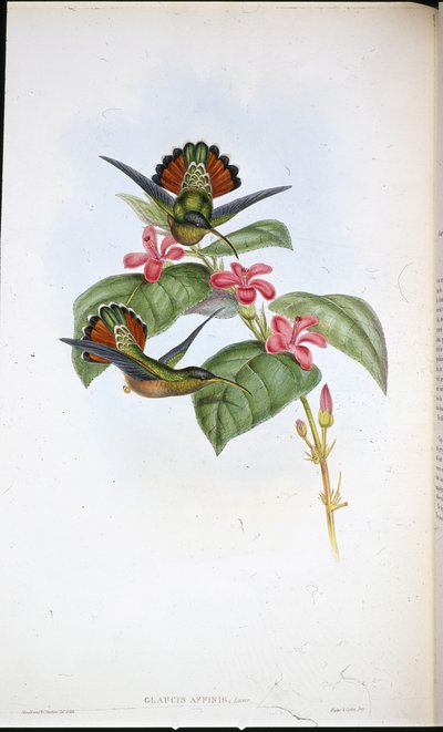 एलाइड हर्मिट (ग्लॉसिस एफिनिस) (हाथ के रंग का लिथो) द्वारा जॉन (बाद में) गोल्ड