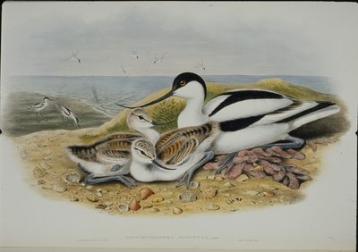 Avocet (Recurvirostra Avocetta) (हाथ के रंग का लिथो) द्वारा जॉन (बाद में) गोल्ड