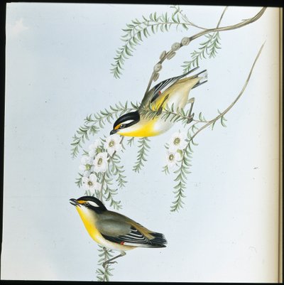 ब्लैक-हेडेड परडालोट (पर्डालोटस मेलानोसेफालस) (हाथ के रंग का लिथो) द्वारा जॉन (बाद में) गोल्ड