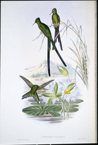 ब्लू-टेल्ड सिल्फ़ (सिनैन्थस साइनुरस) (हाथ के रंग का लिथो) द्वारा जॉन (बाद में) गोल्ड