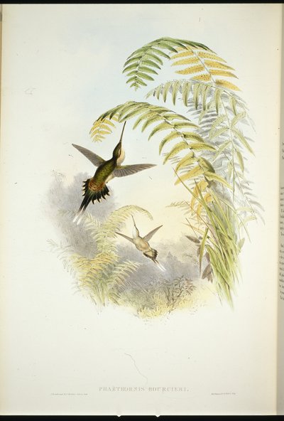 Bourcier's Hermit (फेथोर्निस Bourcieri) (हाथ के रंग का लिथो) द्वारा जॉन (बाद में) गोल्ड