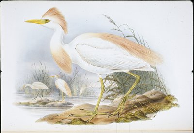 बफ-समर्थित बगुला (बुबुलकस रैसैटस) (हाथ के रंग का लिथो) द्वारा जॉन (बाद में) गोल्ड
