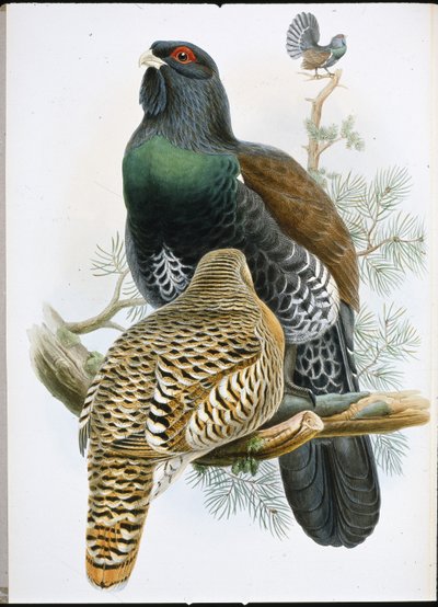 Capercailzie (Tetrao Urogallus) (हाथ के रंग का लिथो) द्वारा जॉन (बाद में) गोल्ड
