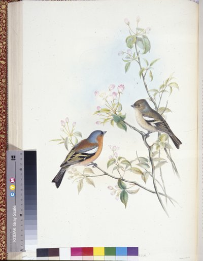 चैफिंच (फ्रिंजिला कैलेब्स) (हाथ के रंग के सदस्य) द्वारा जॉन (बाद में) गोल्ड