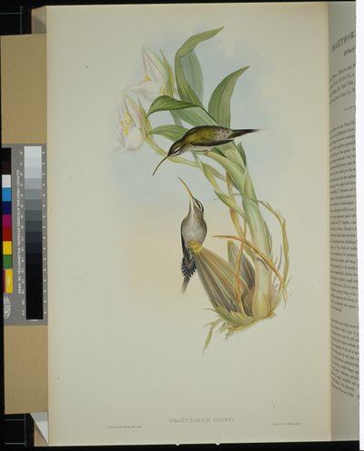 D'Osery's Hermit (फेथोर्निस ओसेरी) (हाथ के रंग का लिथो) द्वारा जॉन (बाद में) गोल्ड