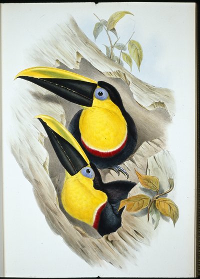 डाउटफुल टूकेन (रैम्फास्टोस एंबिगुस) (हाथ के रंग का लिथो) द्वारा जॉन (बाद में) गोल्ड