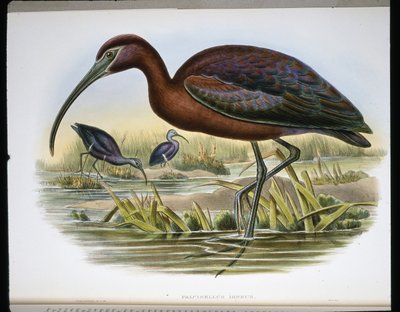 ग्लॉसी आईबेक्स (फाल्सिनेलस इग्नस) (रंगीन उत्कीर्णन) द्वारा जॉन (बाद में) गोल्ड