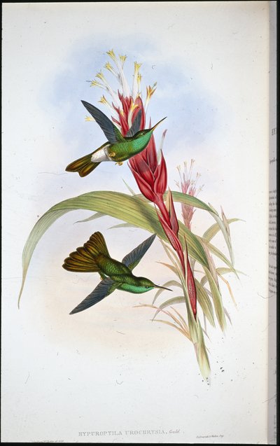 गोल्डन-टेल्ड प्लूमेलीटर (Hypuroptila Urochrysia) (हाथ के रंग का लिथो) द्वारा जॉन (बाद में) गोल्ड