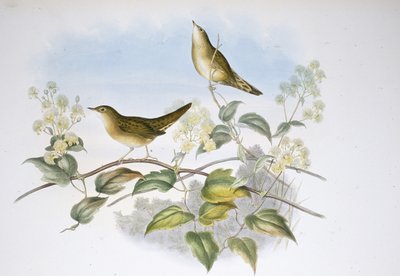 टिड्डा वार्बलर (लोकुस्टेला औइकुला) (हाथ के रंग का लिथो) द्वारा जॉन (बाद में) गोल्ड